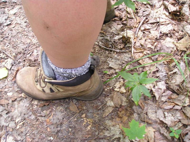 CdearBrook (17).JPG - While on the East Side trail Danielle came upon a small mouse on the trail.